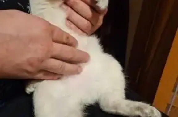 Кошки потеряшки, Ставрополь, фото: Потеряшка кошка, ул. 50 лет ВЛКСМ, 81/1