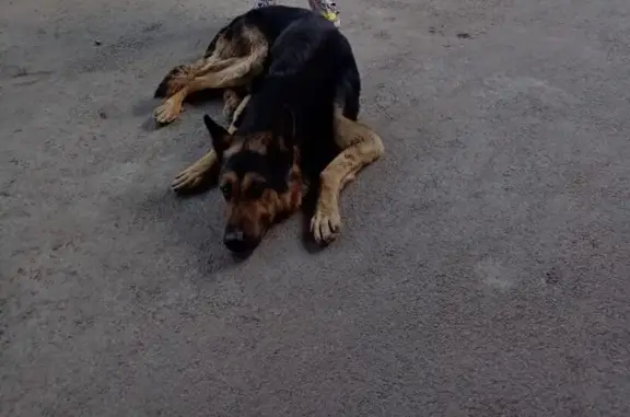 Собаки потеряшки, Ростов-на-Дону, фото: Потеряшка собака, ул. Мадояна, Ростов-на-Дону