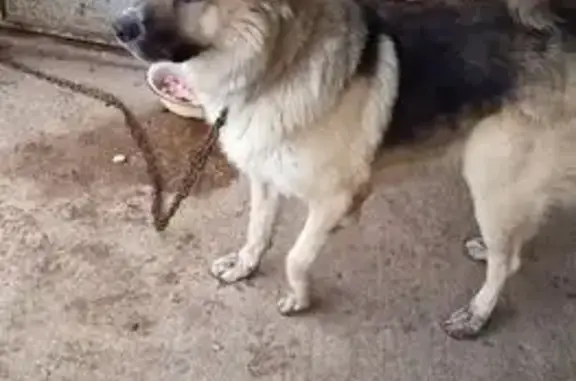 Собаки потеряшки, Самарская область, фото: Потеряшка пес Барон в СНТ Зеленовка, Васильевка