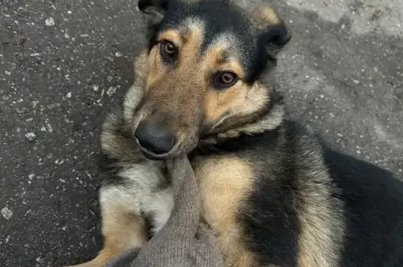 Найдена собака, Самара, фото: Щенок найден у завода, Волжское шоссе