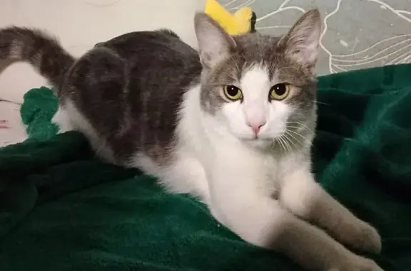 Кошки потеряшки, Хабаровск, фото: Потеряшка кошка, ул. Рабочий Городок, Хабаровск