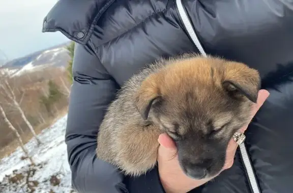 Найдена собака, Республика Алтай, фото: Щенок найден в Горно-Алтайске, Алтай
