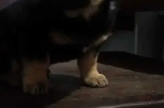 Найдена собака, Горно-Алтайск, фото: Щенок найден на Манжерокской, Горно-Алтайск