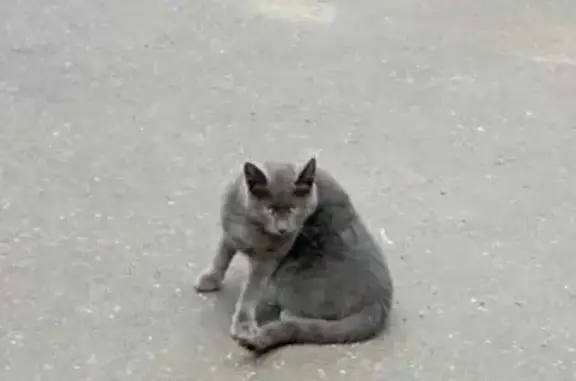 Найдена кошка, Москва, фото: Кошка у КПП школы, 2-й Южнопортовый, 15