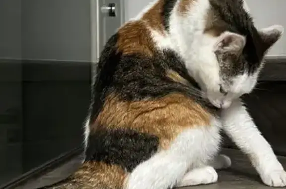 Пропала кошка, 5-й Новобурцевский пер., 17