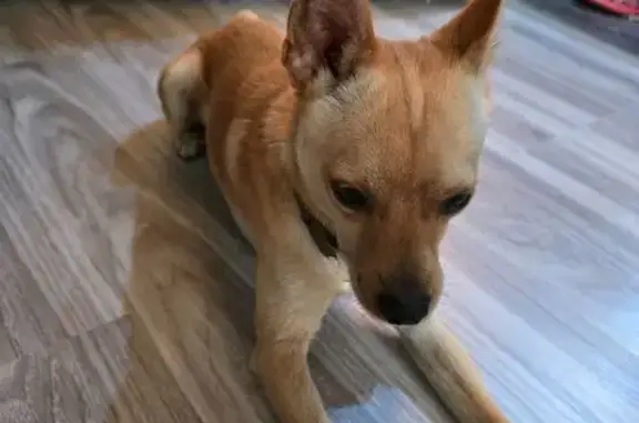 Найдена собака, Балаково, фото: Собака найдена на Ленина, 125, Балаково