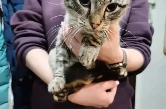 Найдена кошка, Смоленск, фото: Кошка найдена: проспект Гагарина, 48