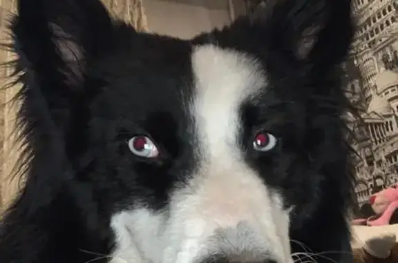 Пропала собака, 1-я Ленинградская, 16