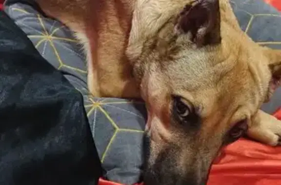 Собаки потеряшки, Волгоград, фото: Потеряшка собака, ул. Карла Либкнехта, 24