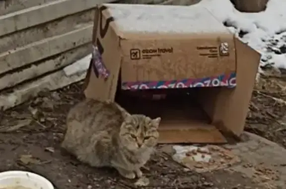 Найдена кошка, Томск, фото: Кошка найдена: ул. Усова 9, Томск