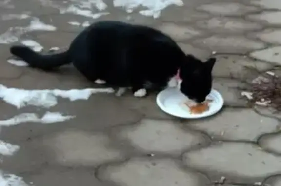 Найдена кошка, Пермь, фото: Кошка найдена: бульвар Гагарина, 60, Пермь