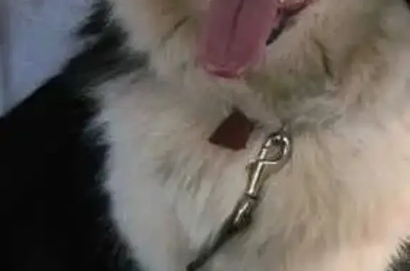 Пропала собака, ул. Морозова, Бердск