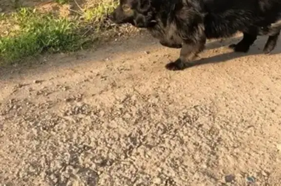 Пропала собака в районе СНТ «Аваитор плюс»