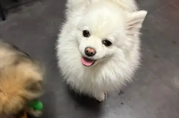 Найдена собака, Ростов-на-Дону, фото: Собака найдена: ул. Шеболдаева, 24А