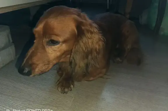 Найдена собака, Ростов-на-Дону, фото: Собака найдена у Красного и Белого, 14-я линия, 31