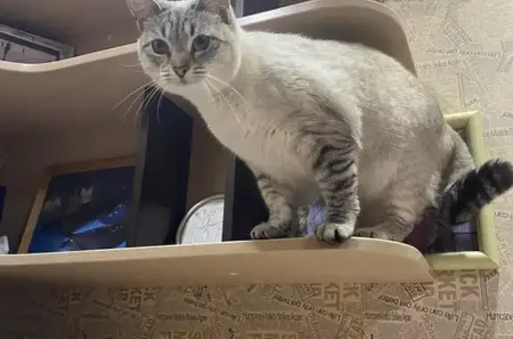 Пропала кошка, 1-я Фильтровая, 6, Саратов