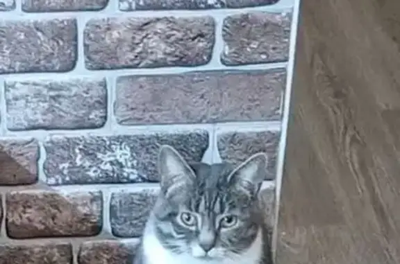 Пропала кошка, Вологодская 34, Хабаровск