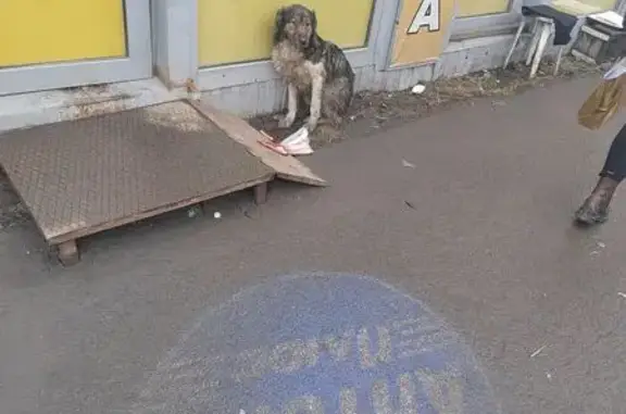 Найдена собака, Омск, фото: Собака найдена: Челюскинцев 66 к2, Омск