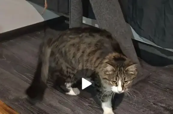 Кошки потеряшки, Ростов-на-Дону, фото: Потеряшка кошка, Халтуринский пер., Ростов-на-Дону