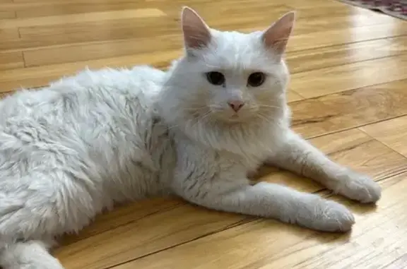 Объявления о пропавших и найденных животных, Улан-Удэ, фото: Кошка найдена: Улан-Удэ, Улюнхан