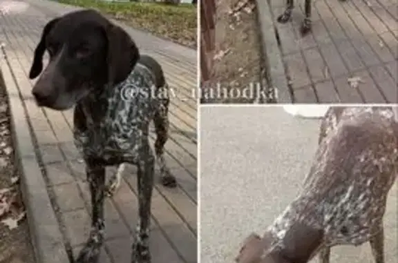 Найдена собака, Ставрополь, фото: Собака найдена: Крепостная гора, Ставрополь