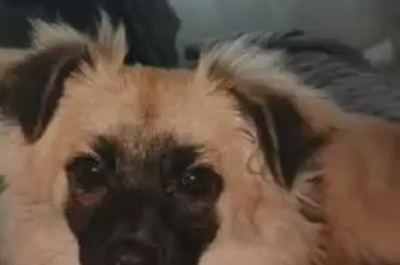 Собаки потеряшки, Казань, фото: Потеряшка собака, ул. Амирхана, 26А, Казань