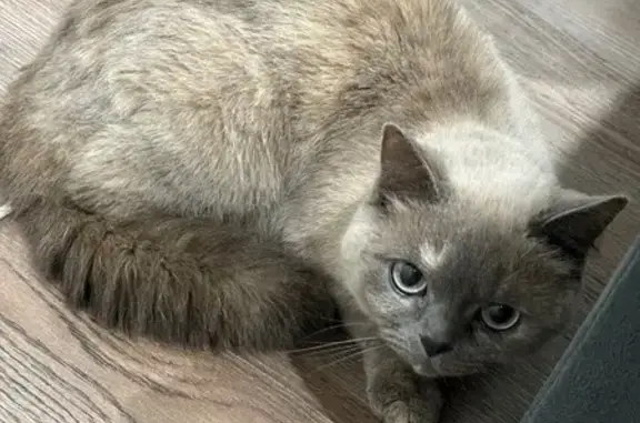 Найдена кошка, Чебоксары, фото: Кошка найдена, Шумилова 37, Чебоксары