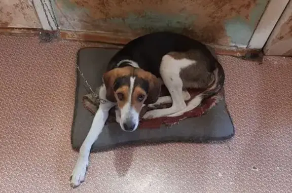 Пропала собака, Шермейка, Пермский край