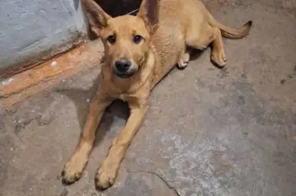 Найдена собака, Йошкар-Ола, фото: Щенок найден на Лебедева, Йошкар-Ола