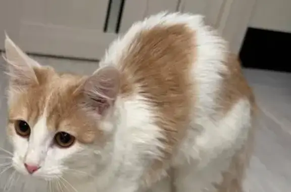 Найдена кошка, Подольск, фото: Кошка найдена, Подольск, Рабочая ул.