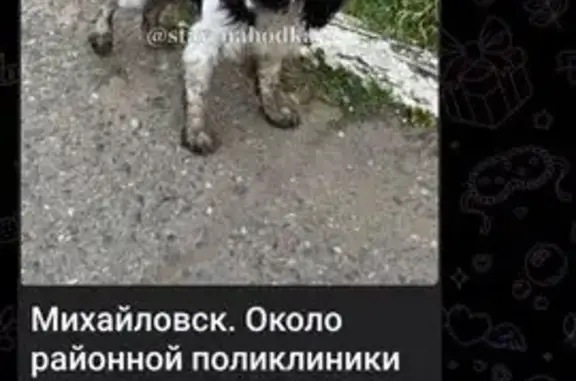 Найдена собака, Ставропольский край, фото: Собака найдена: Михайловск, Ставрополье