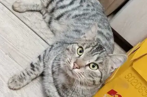 Найдена кошка, , фото: Кот найден: Революционная 1стр3