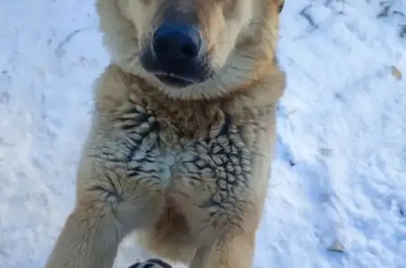 Пропала собака, Светлая ул. 1, Шексна