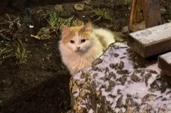 Найдена кошка, Санкт-Петербург, фото: Кошка найдена: ул. Сикейроса 3/1, СПб