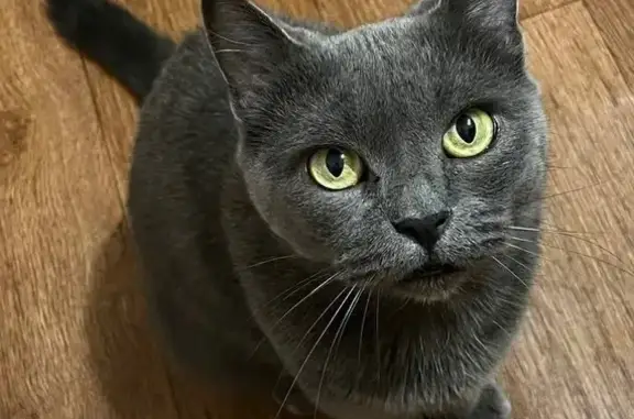 Пропала кошка, пр. Ленина, 1В, Туймазы