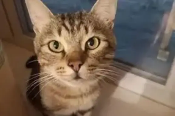 Кошки потеряшки, Вологодская область, фото: Потеряшка кошка, Череповец, Вологодская обл.