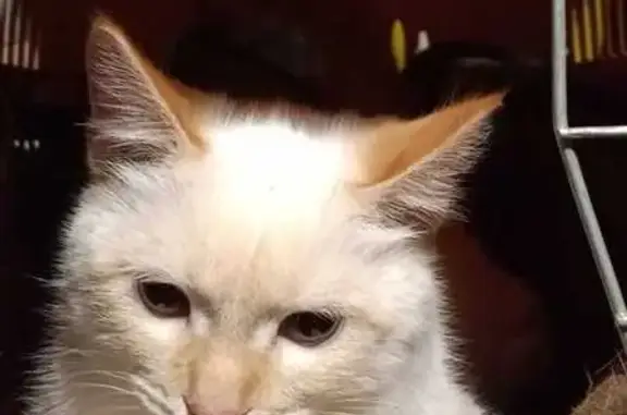 Найдена кошка, Верхняя Салда, фото: Кошка найдена на Карла Маркса, 11