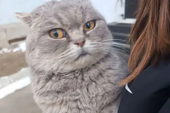 Найдена кошка, Чита, фото: Кот найден у магазина 