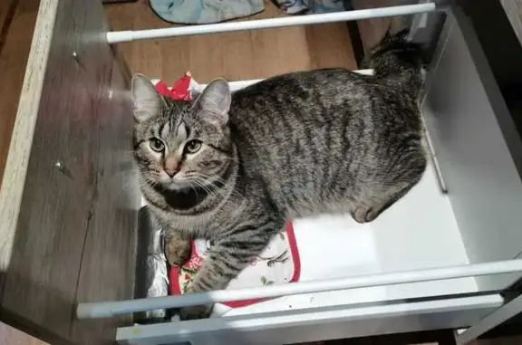 Кошки потеряшки, Московская область, фото: Потеряшка кошка, ул. Некрасова, МО