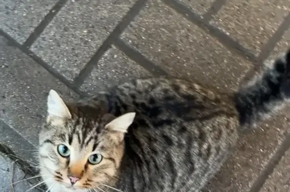 Найдена кошка, Ярославль, фото: Кошка у Пятёрочки, Мельничная 71Б, Ярославль