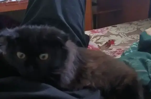 Пропала кошка, ул. Свердлова 105, Шадринск