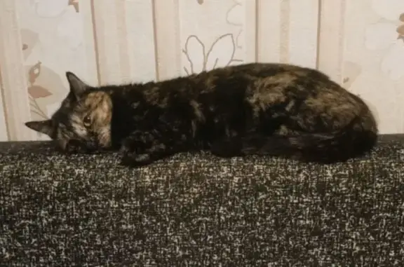 Кошки потеряшки, Барнаул, фото: Потеряшка кошка, Павловский тракт, 277А