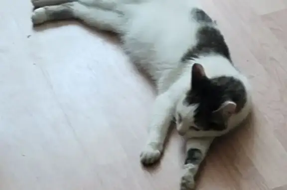 Пропала кошка, Почаевская ул., Владимир