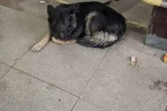 Собака найдена: ул. 8 Марта, 146, Екатеринбург