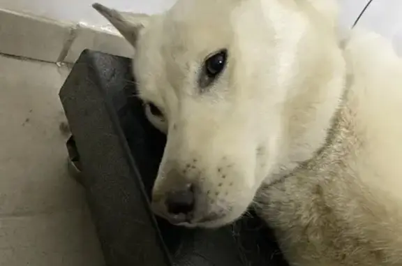 Найдена собака, , фото: Собака найдена на ул. Ленина, Сарапул