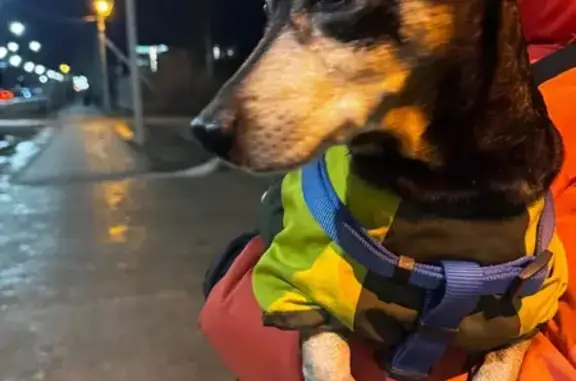 Найдена собака, Тюмень, фото: Собака найдена: ул. Новосёлов, 103 к1, Тюмень