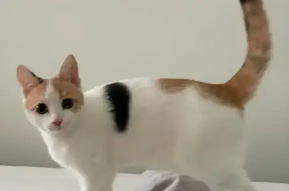 Найдена кошка, Новосибирск, фото: Кошка найдена: Танковая ул., 43, НСК