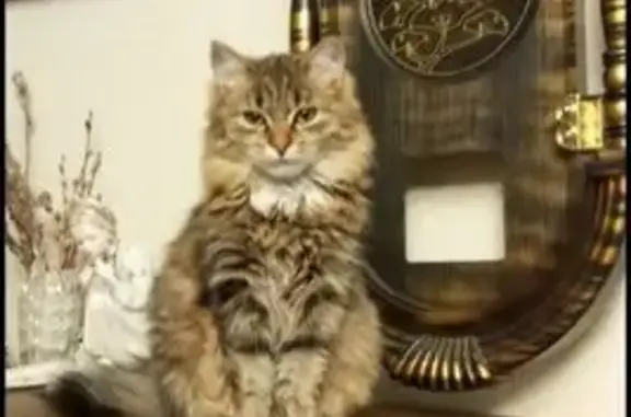 Пропала кошка, ул. Пушкина, Алапаевск