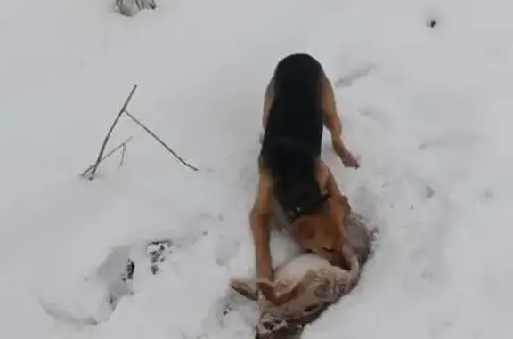 Пропала собака в Беловодке, Брянская обл.