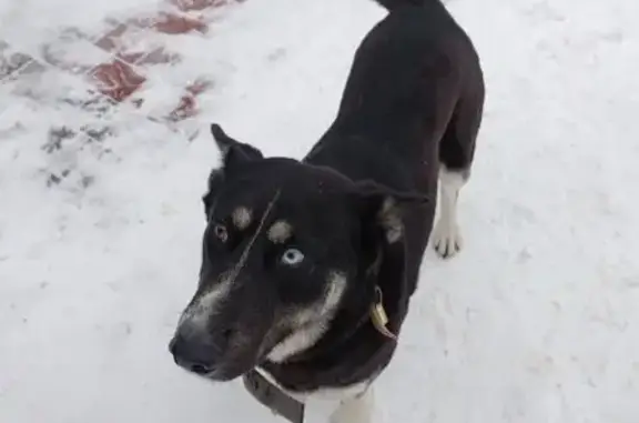 Найдена собака, Кисловка, фото: Собака найдена у магазина Крюгер, ул. Цветаевой, 18